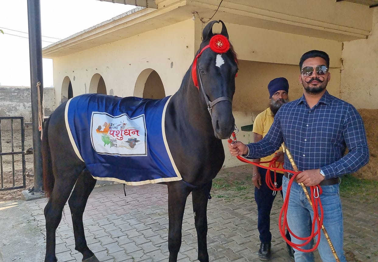 Haider of Mangouli Rangdan got first place in the age group of opal teeth in livestock exhibition