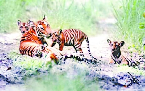 How many wildlife in Dudhwa, will be counted from March 7