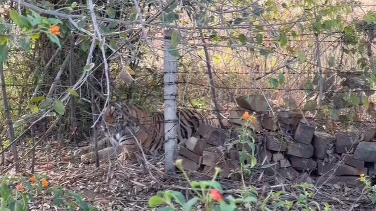 Panna: Tiger injured in territorial fight, which thrills tourists, video shows neck wound