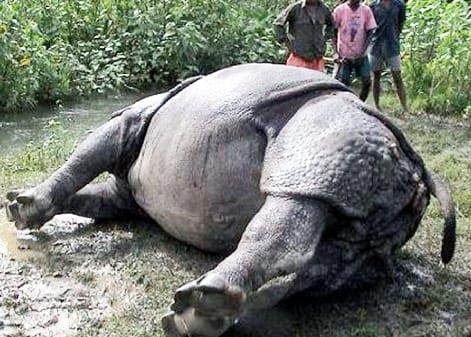 Dead body of female rhinoceros found in Nepal's Chitwan Park