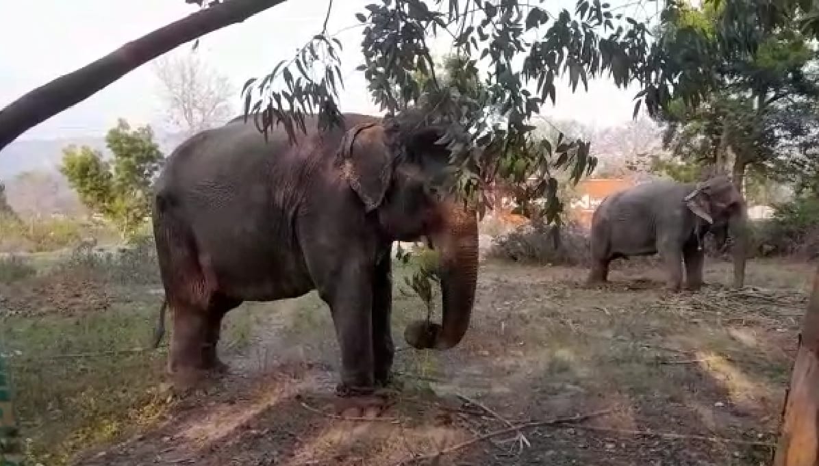 Two female elephants reached Kalagarh from Gujarat