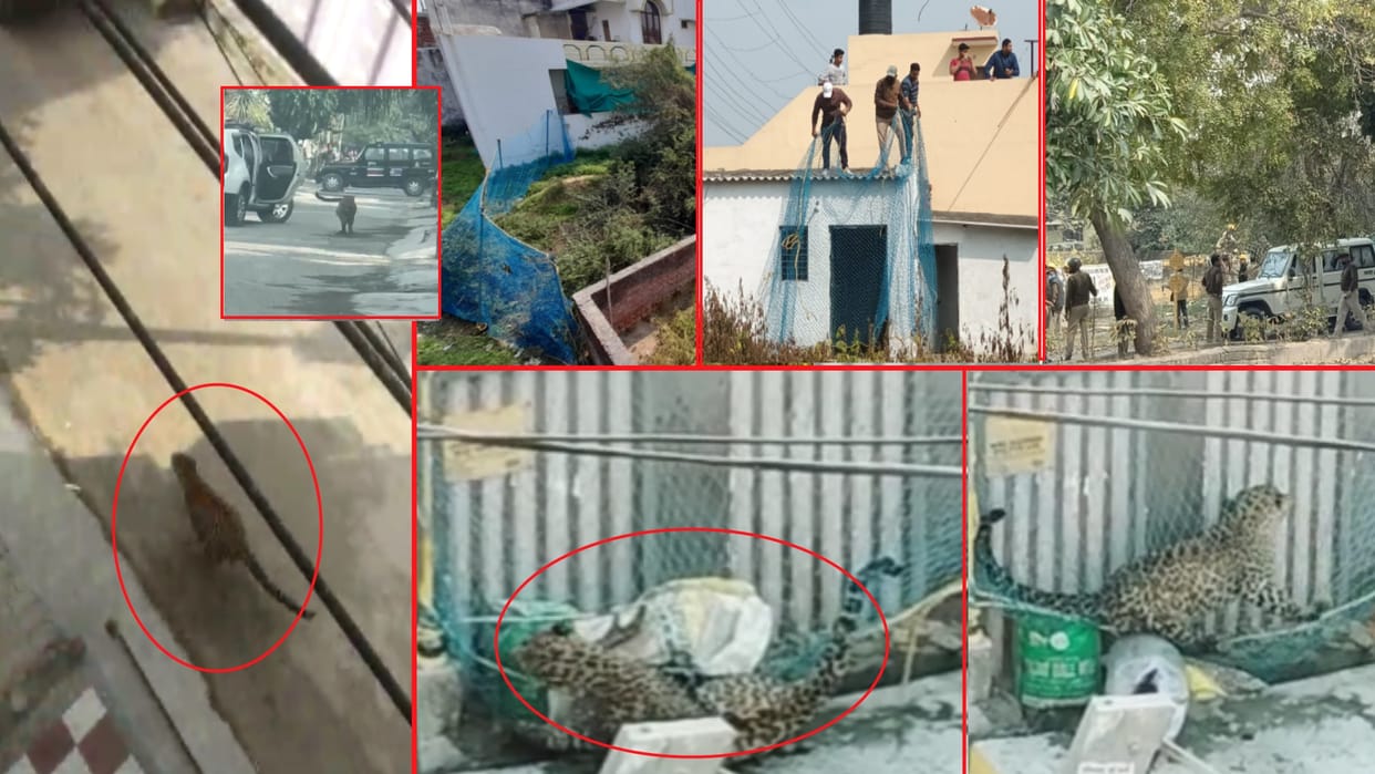 leopard enter in public in Modipuram Meerut, entered in ahouse, alert in Schools
