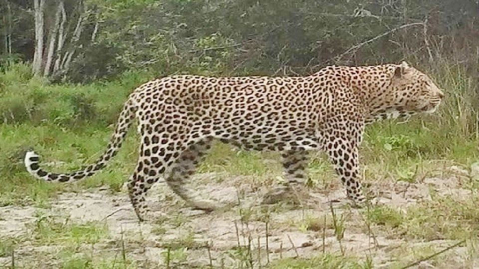 Leopard released from zoo into the wild for the first time