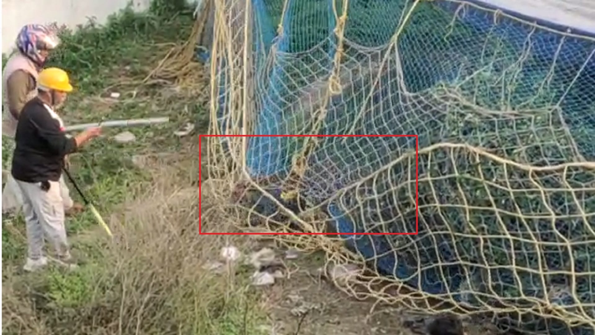 Meerut News: Fear in peoples after see leopard in colony in Modipuram photos