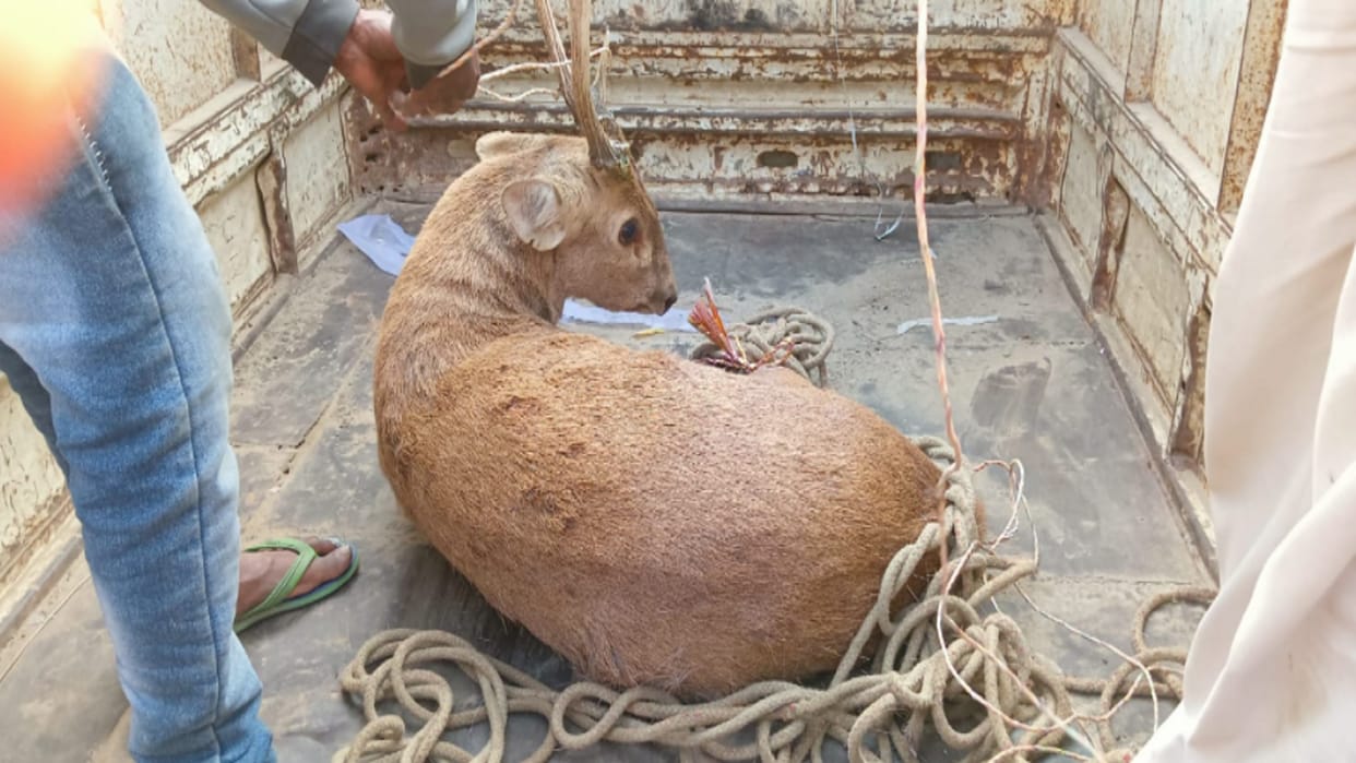 UP News: reindeer entered in police post of Rohta area in Meerut