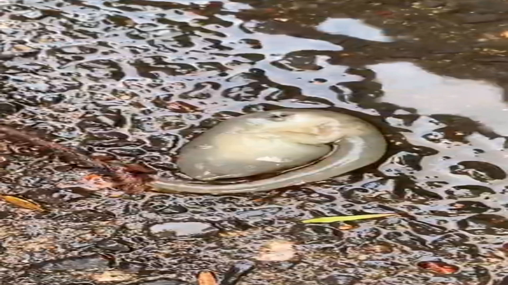 Alien News Hindi Mysterious Creature Like Alien Found in Sydney Know All About It