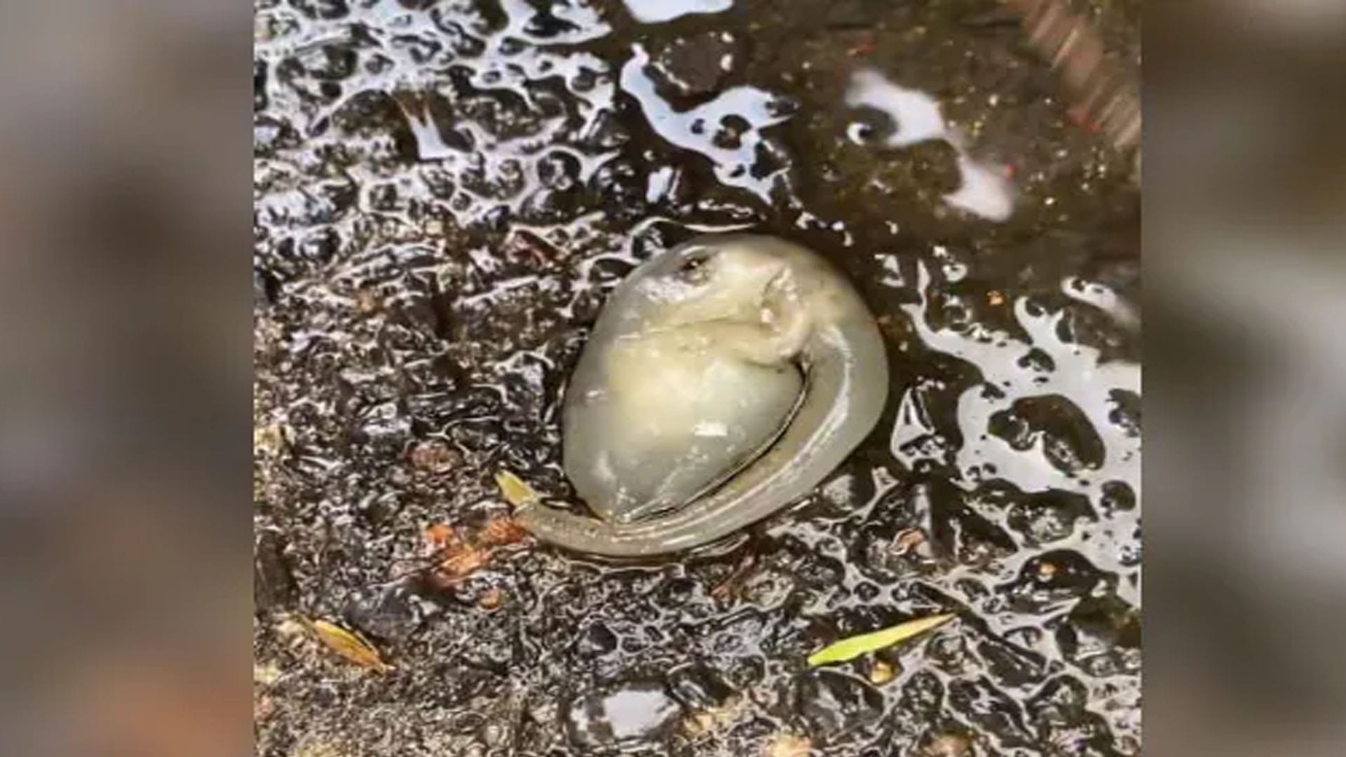 Alien News Hindi Mysterious Creature Like Alien Found in Sydney Know All About It