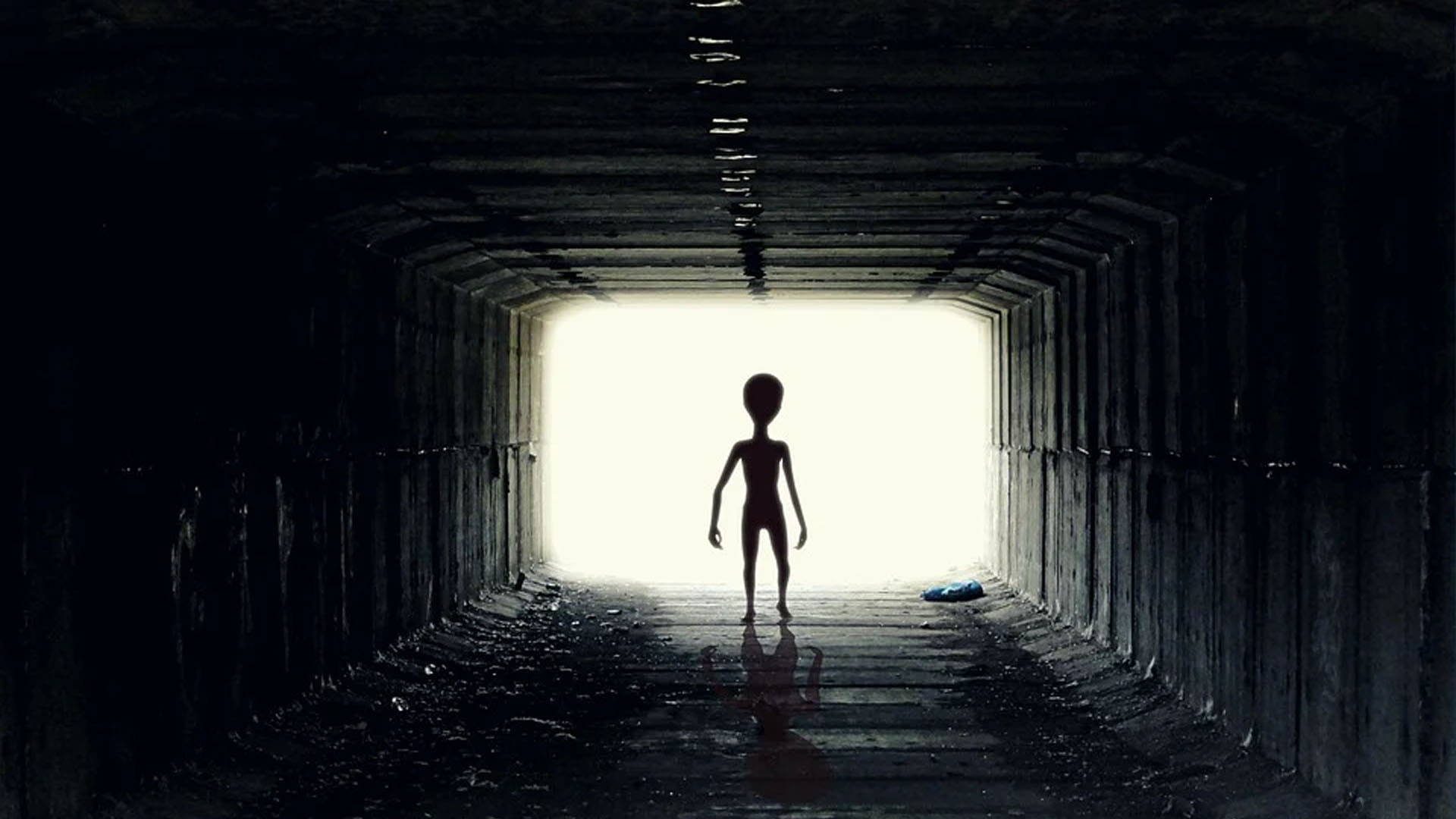 Alien News Hindi Mysterious Creature Like Alien Found in Sydney Know All About It