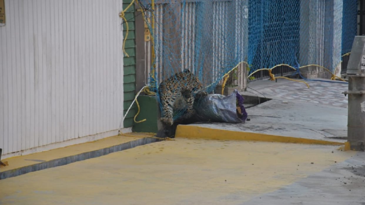 Meerut News Update: leopard in house of Modipuram fear in peoples see photos