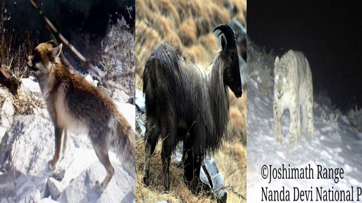 Uttarakhand: snow leopard, red fox and Rare wildlife seen in Nanda Devi National Park