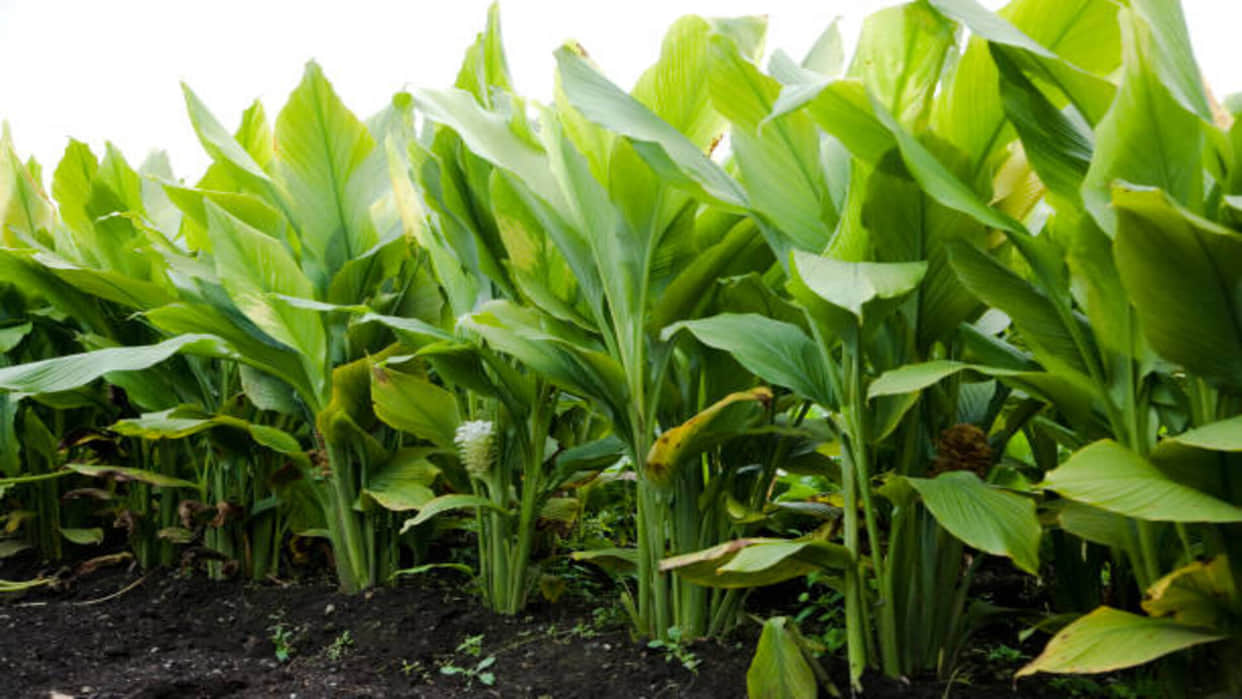 vastu tips for lucky plant turmeric plant bring good luck and prosperity in house