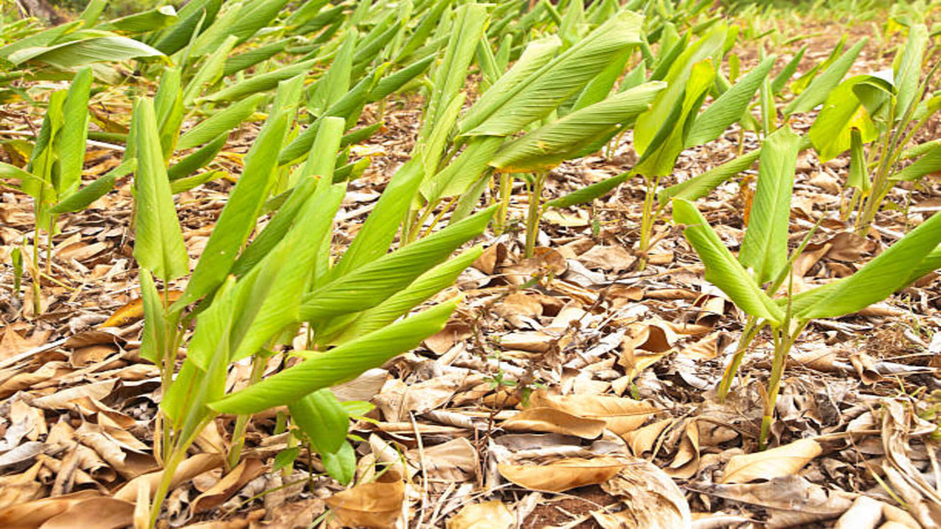 vastu tips for lucky plant turmeric plant bring good luck and prosperity in house