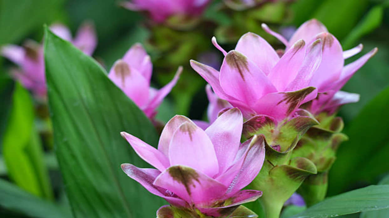 lucky plants for home according to vastu in hindi for get money happiness and wealth