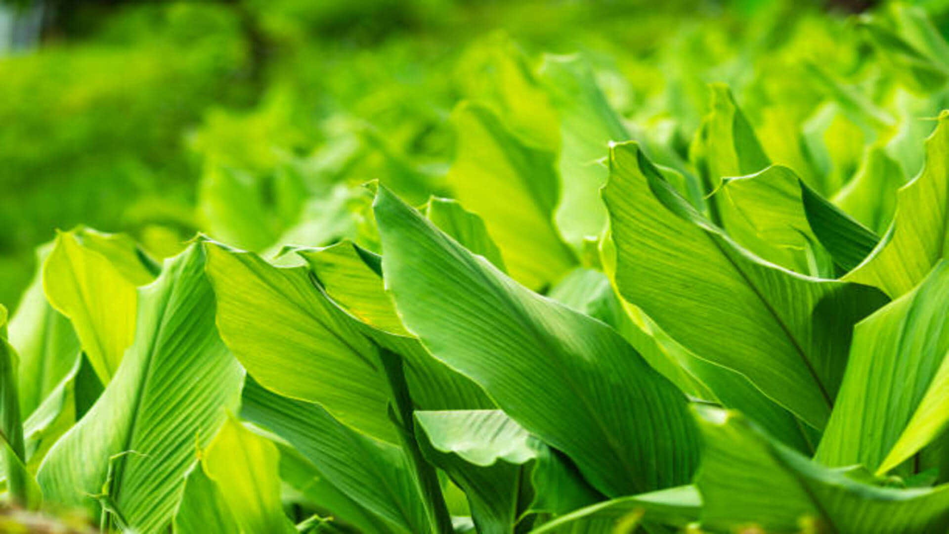 vastu tips for lucky plant turmeric plant bring good luck and prosperity in house