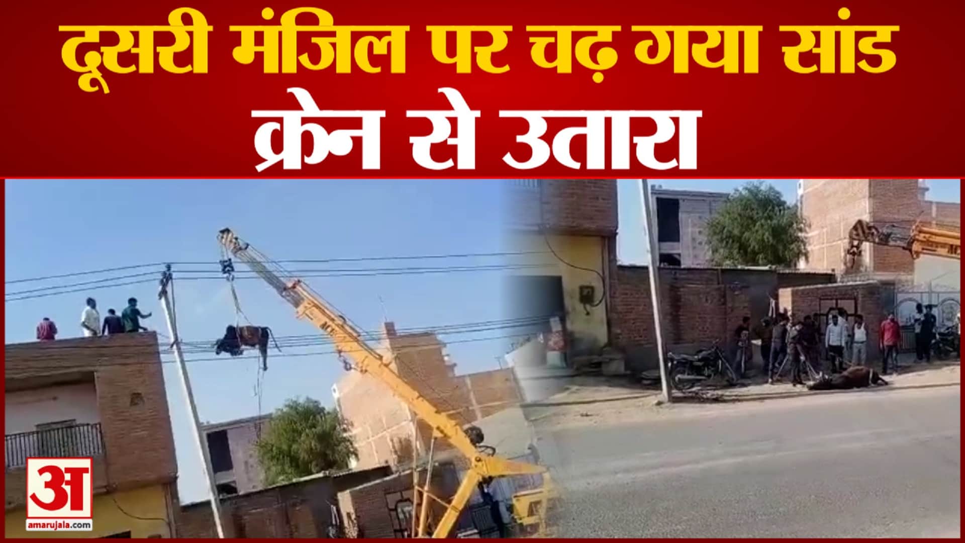 वायरल वीडियो