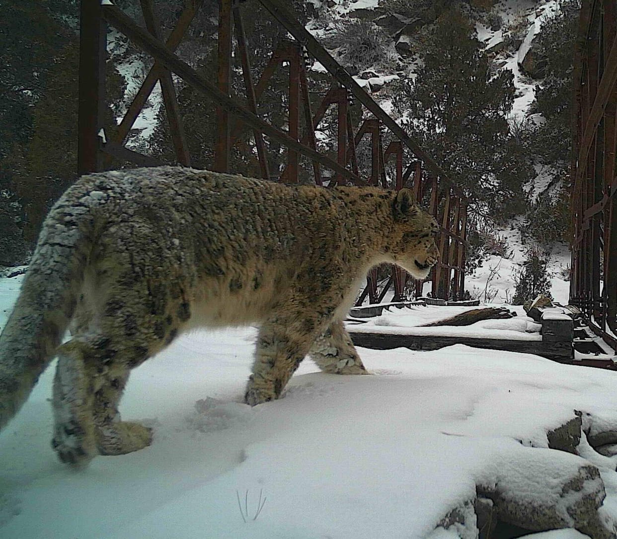 Uttarakhand: Many wildlife including Snow Leopard and Himalayan Red Fox seen in Gangotri National Park, pictures captured in camera