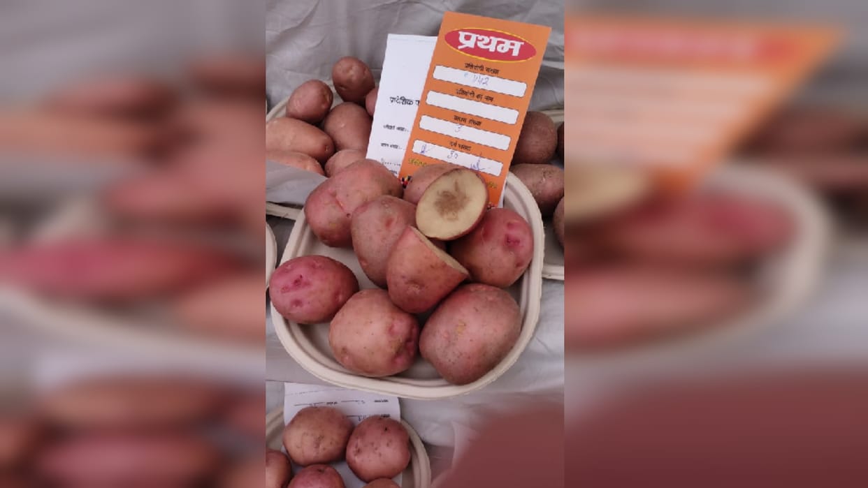 Gorakhpur Jail potato number one in UP
