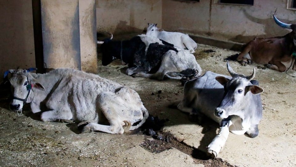 Indore: In the case of death of cows in Gaushala, SDM submitted investigation report, negligence in disposal of dead bodies