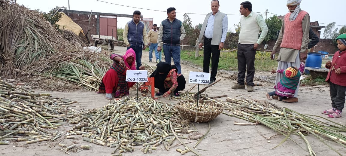 More than 200 women are preparing sugarcane nursery