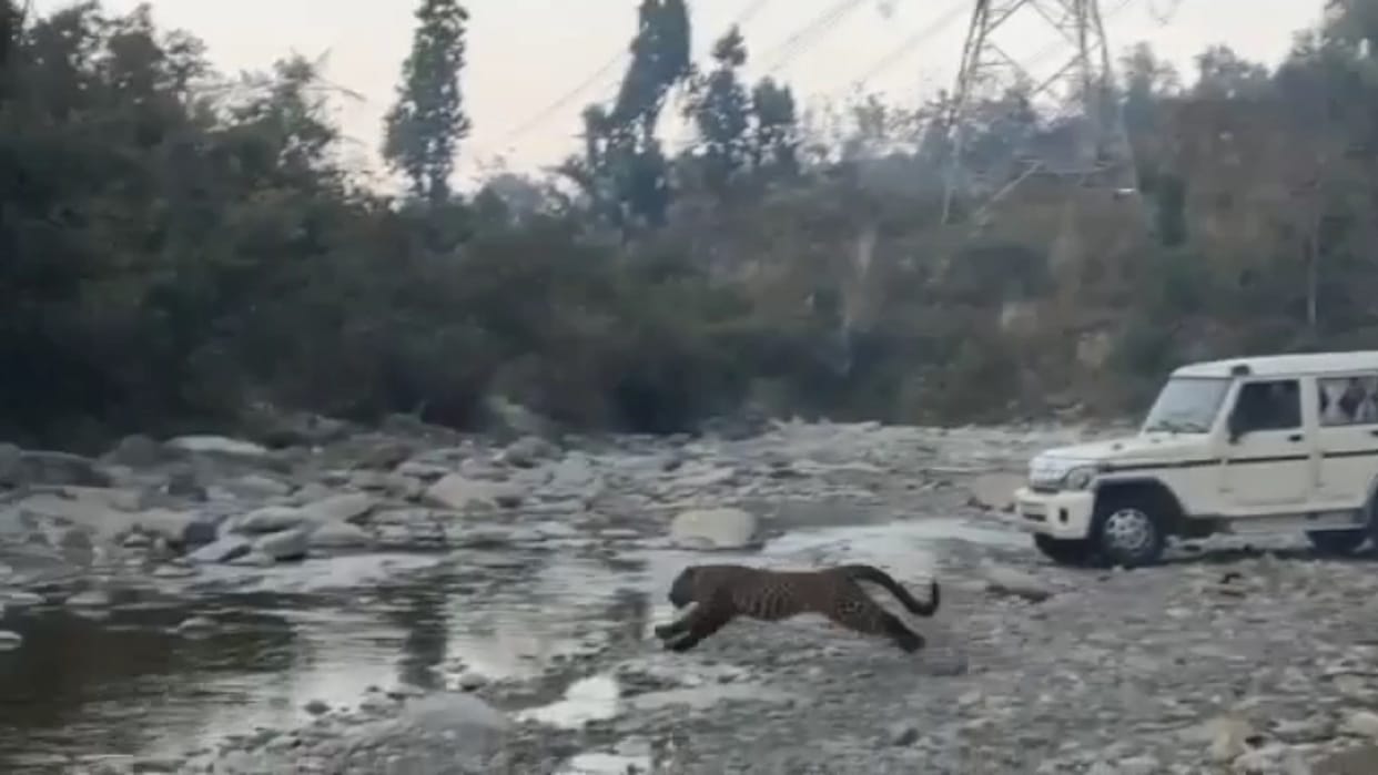 Forest department team has released leopard Shivalik area in Saharanpur