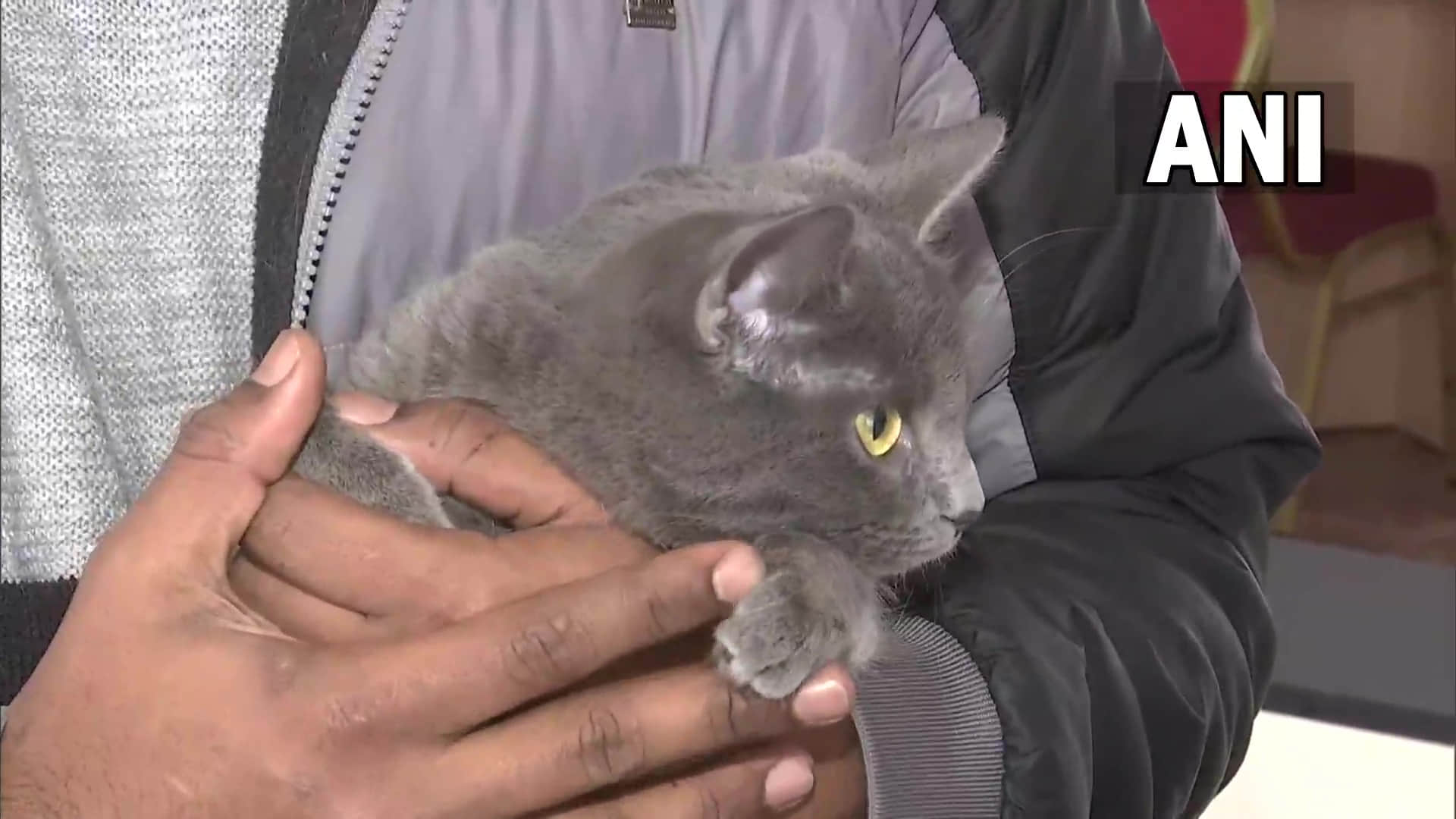 Ukraine: An Indian doctor Girikumar Patil refuses to leave Ukraine without his pet jaguar and panther