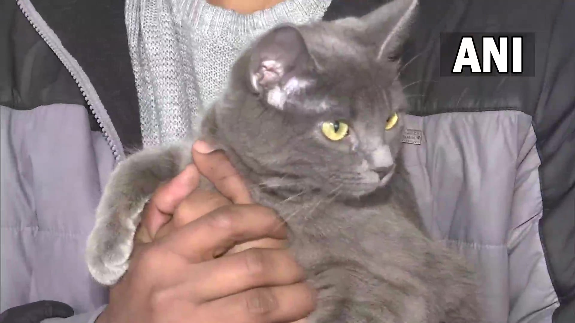 Ukraine Crisis Russia Attack Indian Student Returns With His Cat Ammini Operation Ganga Latest Photos