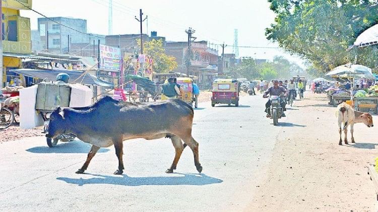 Hathras News: गौवंश से टकराई बाइक, भतीजा और चाची हुए घायल