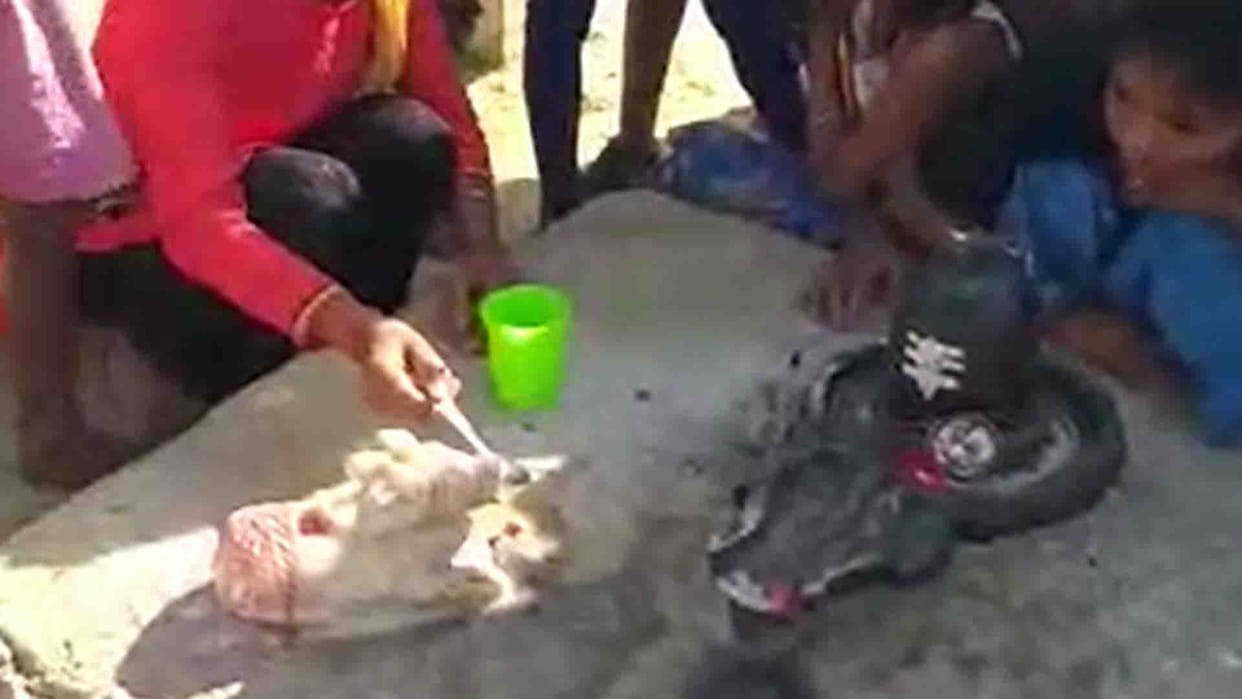 nandi drinking milk, rumour message went viral