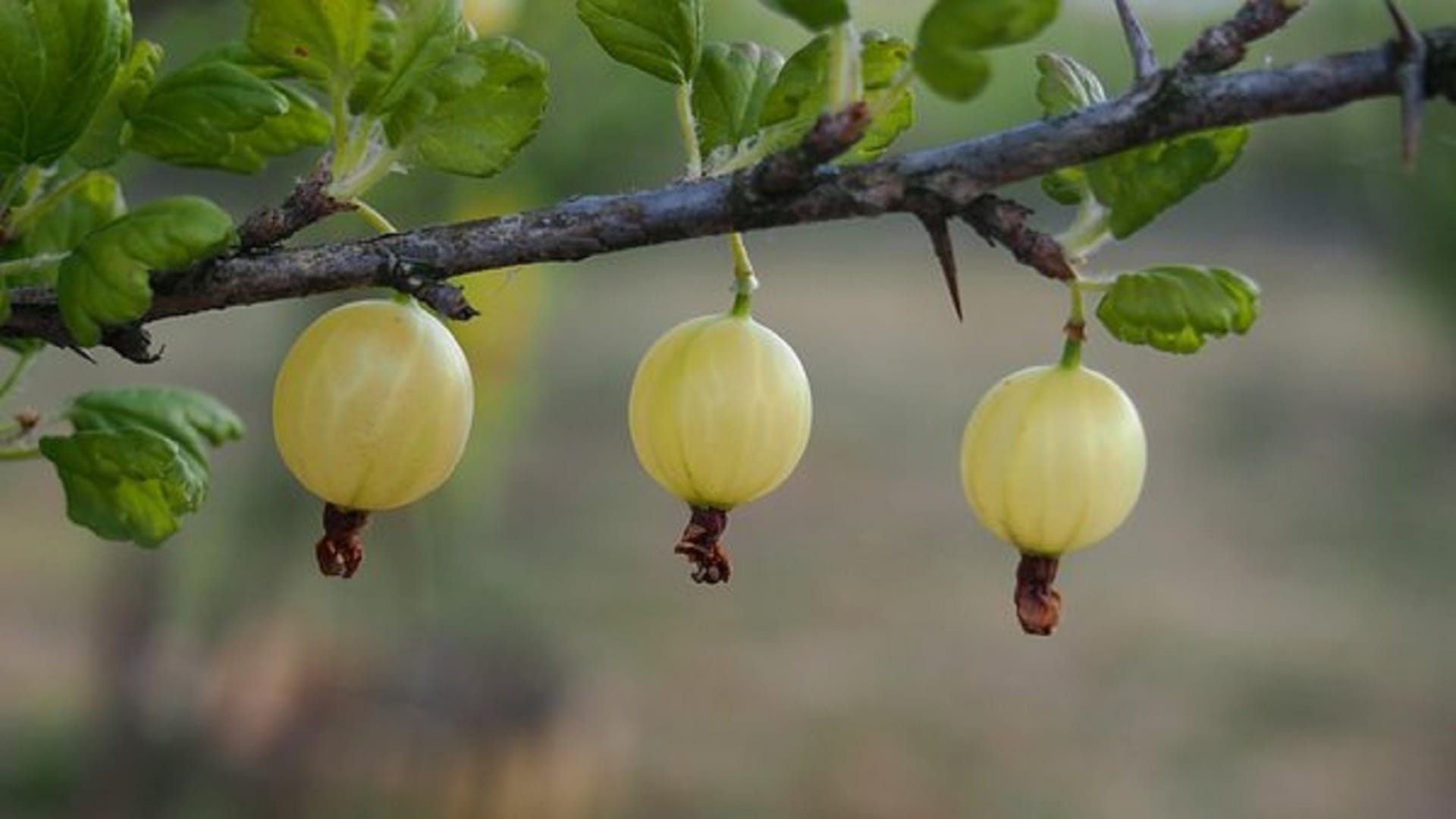 Amalaki Ekadashi 2022 Today Vrat Niyam and Puja Vidhi, Amla Ekadashi Fast Rules in Hindi