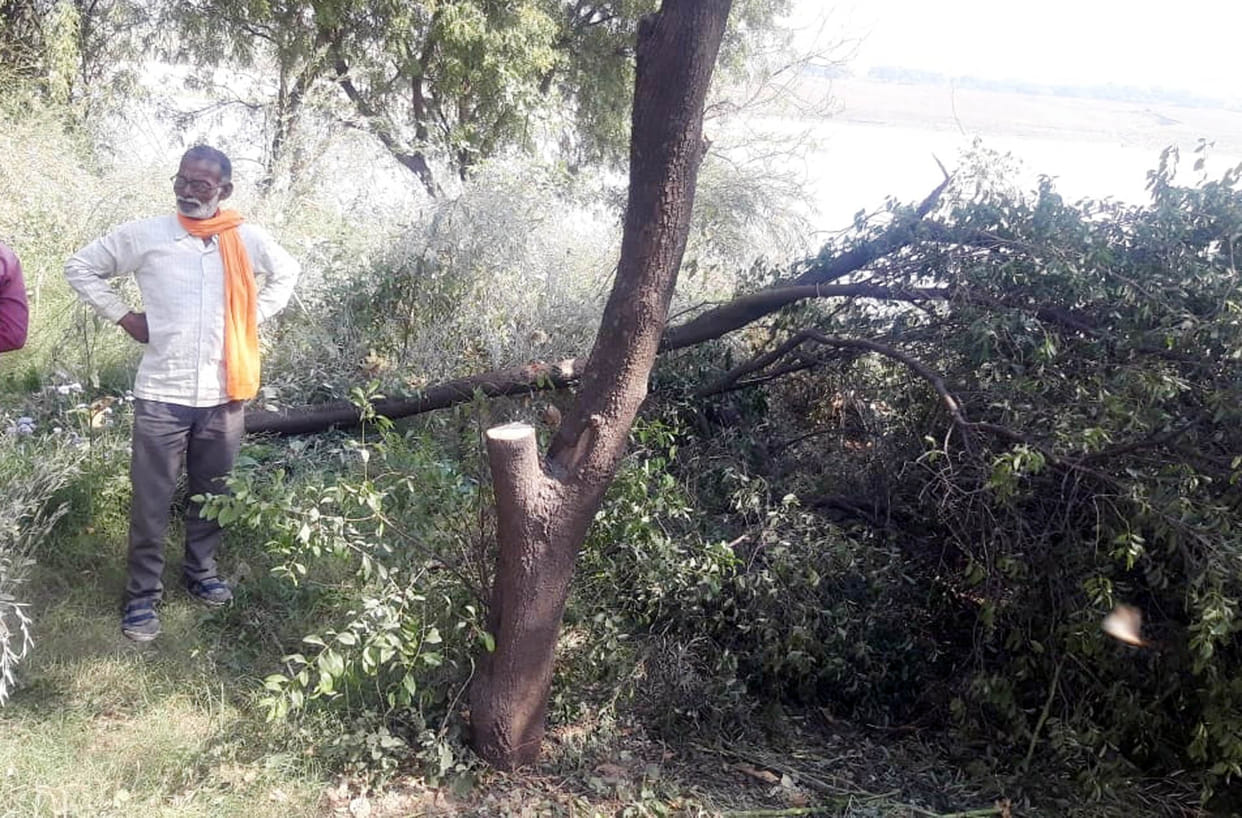 The sandalwood branch was cut, the thieves ran away after being challenged