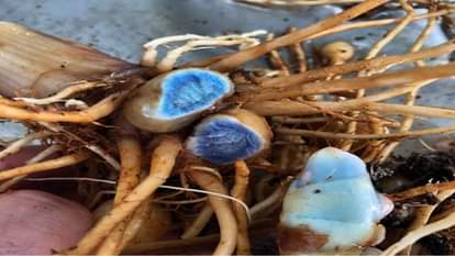 Kali Haldi Ke Upay black turmeric remedy for money business and wealth