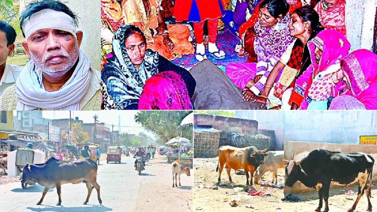 four people died in bull attacks last 18 days in firozabad