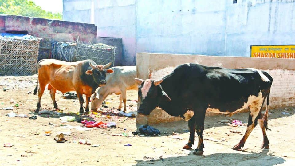 four people died in bull attacks last 18 days in firozabad