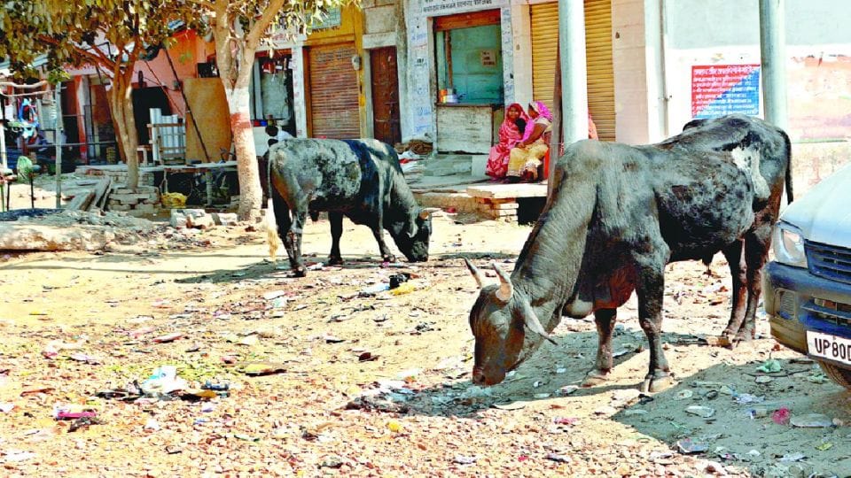 young man dies after bike collided with bull on road in agra