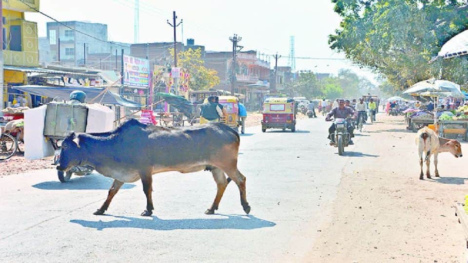 four people died in bull attacks last 18 days in firozabad