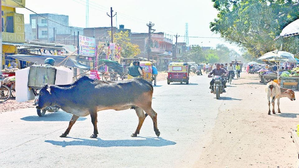 Seven People Died In Bull Attacks Last two months In Firozabad