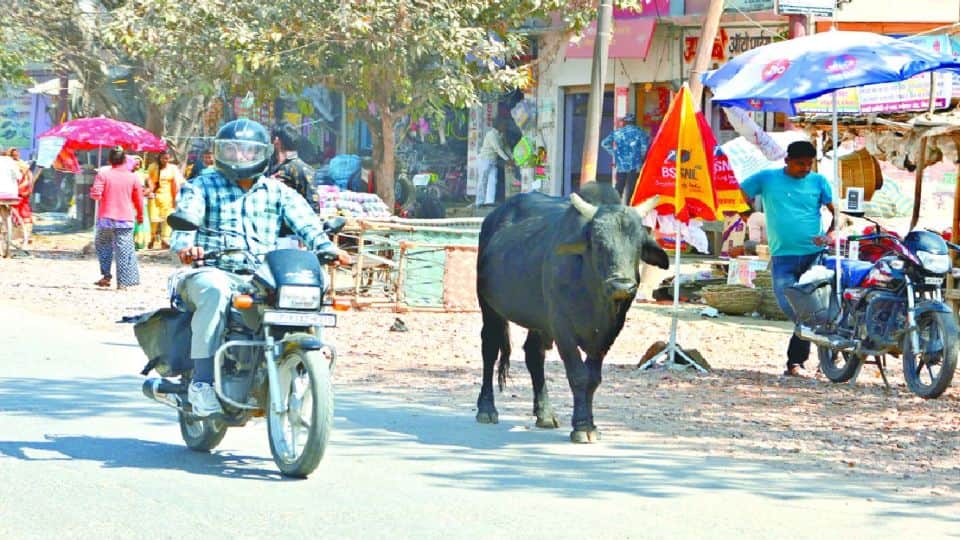 four people died in bull attacks last 18 days in firozabad