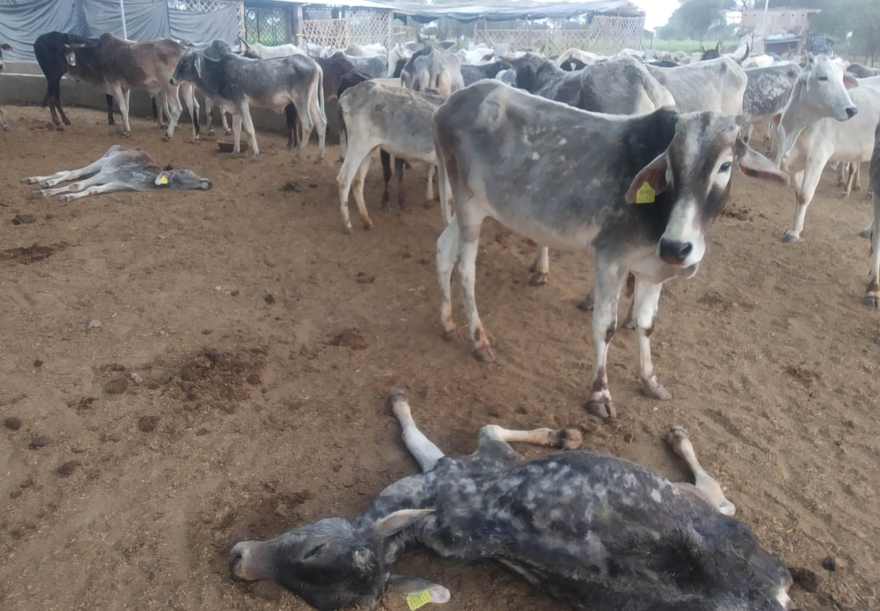 Cattle die of hunger and thirst