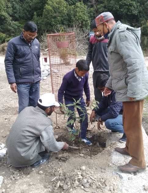 Saplings Plantation