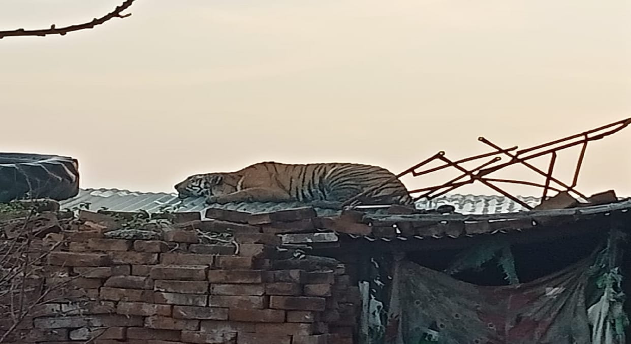tiger attacks two people in village Nagla Samal of Etah Sheetalpur block area