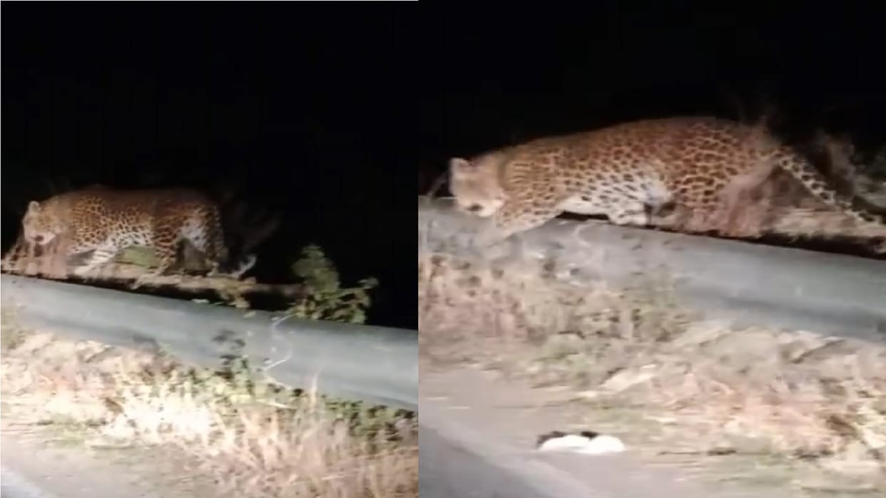 UP News: peoples have see leopard in Muzaffarnagar after Meerut
