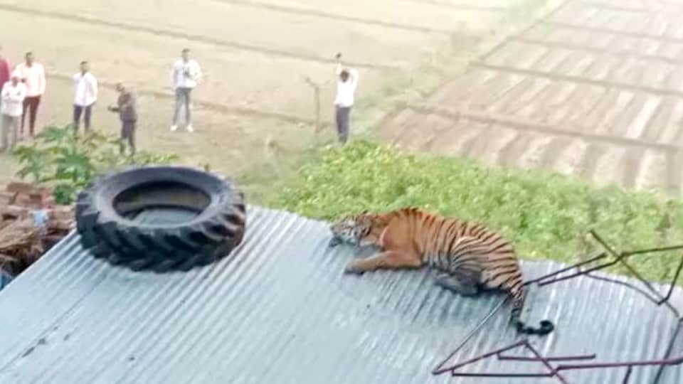 Bengal tiger entered in nagala samal village of Etah district