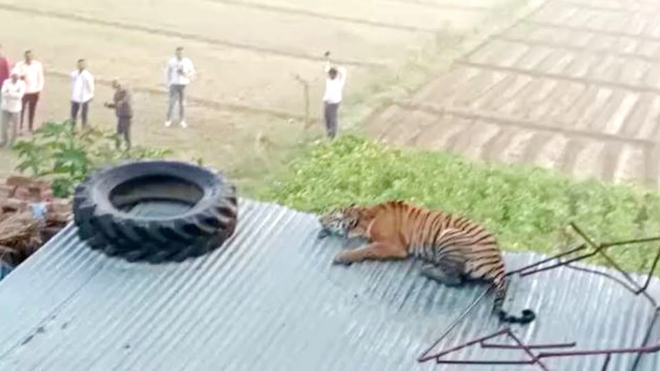 Bengal tiger entered in nagala samal village of Etah district
