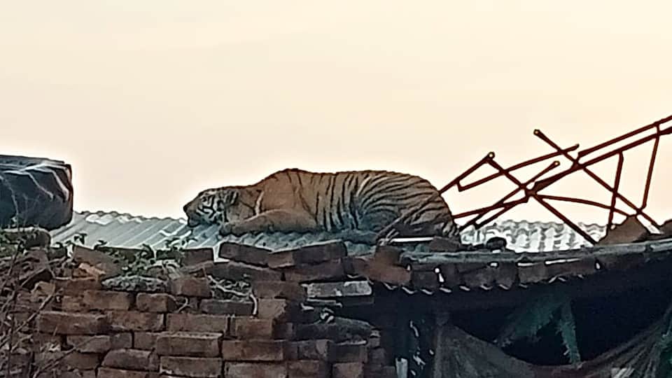 Forest department teams rescued Bengal tiger in Etah