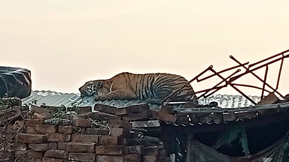 Bengal tiger entered in nagala samal village of Etah district