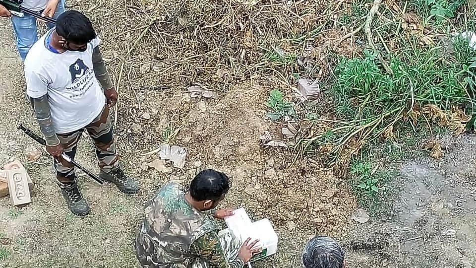 Bengal tiger entered in nagala samal village of Etah district