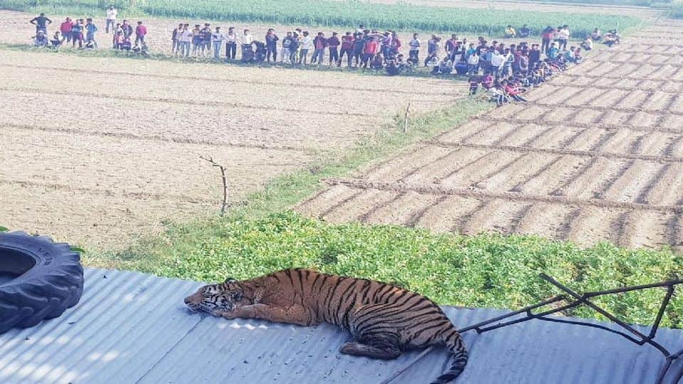 Forest department teams rescued Bengal tiger in Etah