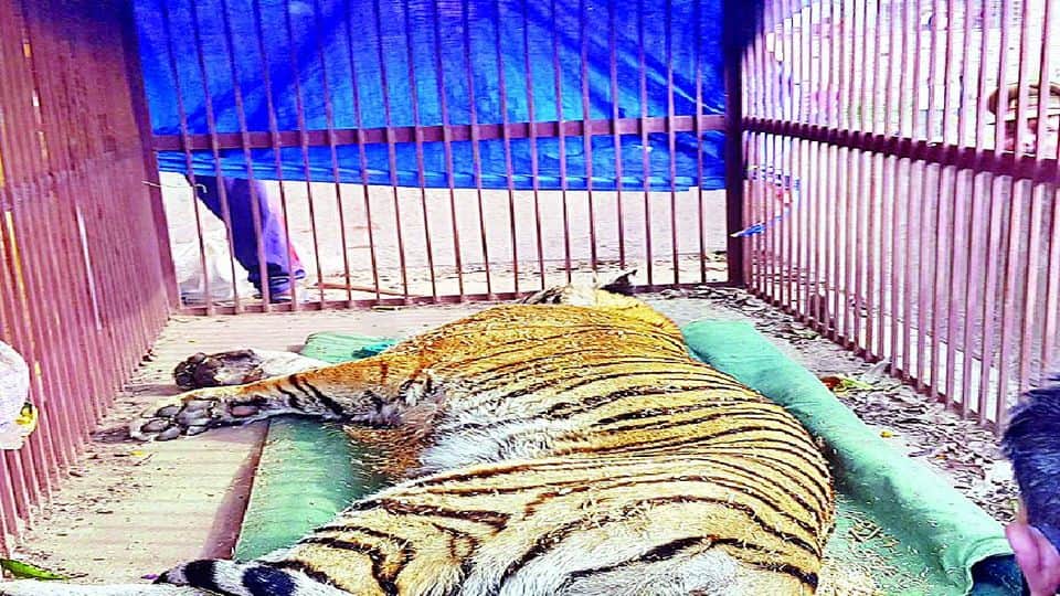 Forest department teams rescued Bengal tiger in Etah