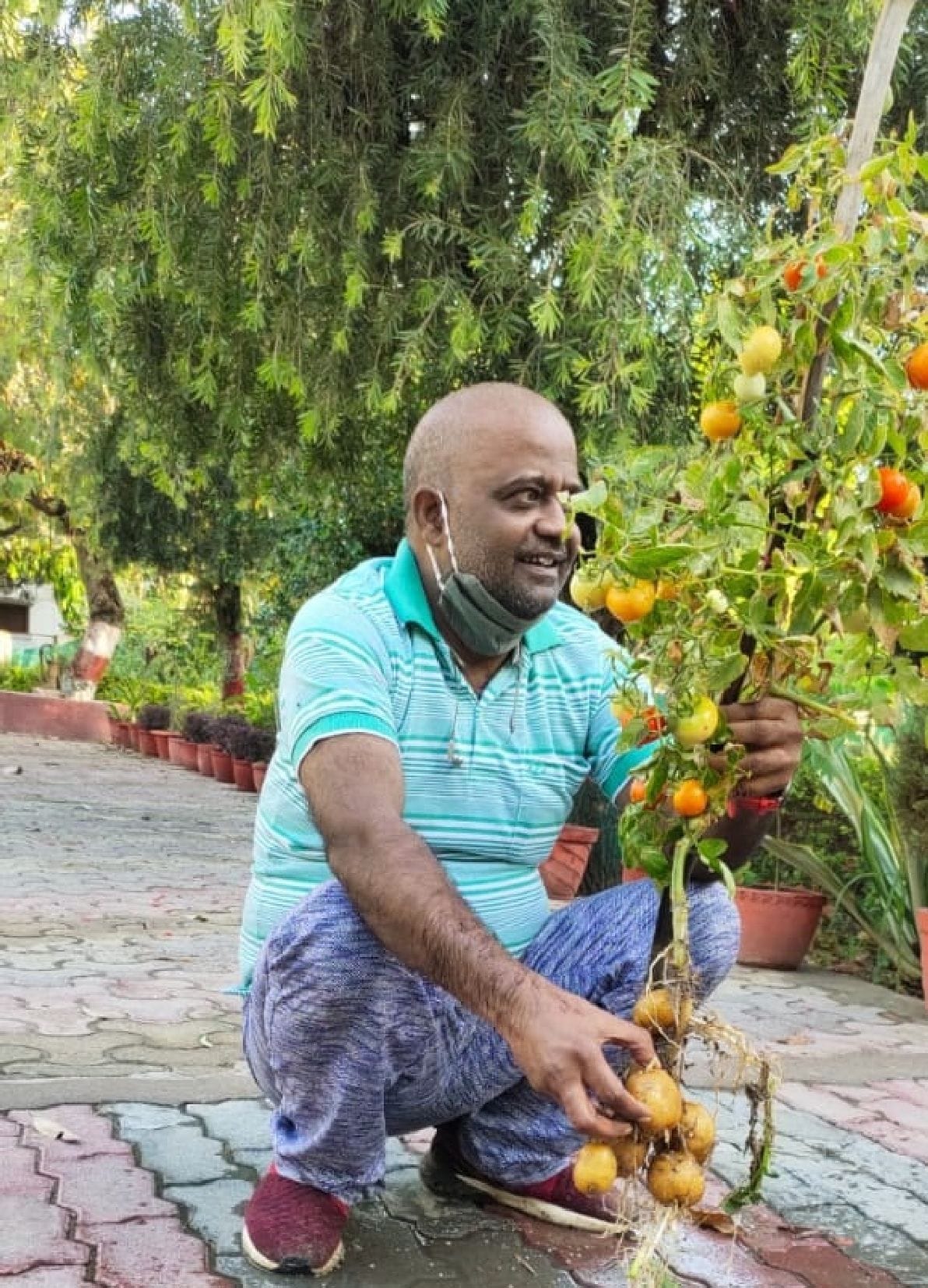 Separate identity of Bahraich making Pomato and Brihapato cultivation
