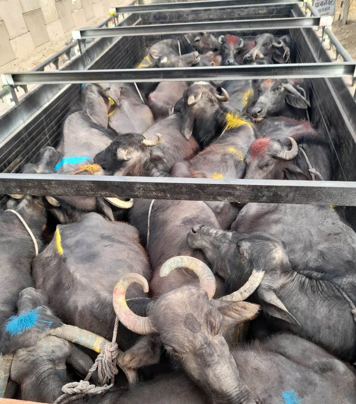 Police freed 35 cattle from the canter
